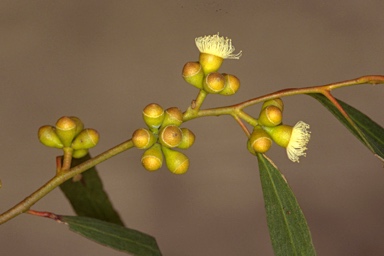 APII jpeg image of Eucalyptus porosa  © contact APII