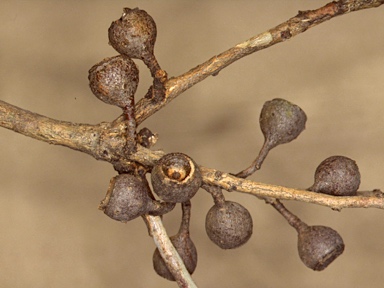 APII jpeg image of Eucalyptus leucoxylon subsp. megalocarpa  © contact APII