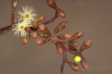 APII jpeg image of Eucalyptus froggattii  © contact APII