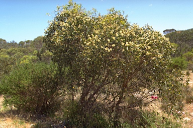 APII jpeg image of Eucalyptus albopurpurea  © contact APII