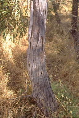 APII jpeg image of Eucalyptus odorata  © contact APII