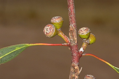 APII jpeg image of Eucalyptus flindersii  © contact APII