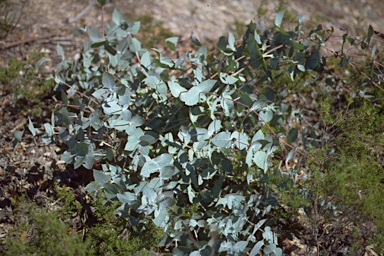 APII jpeg image of Eucalyptus tenuiramis  © contact APII