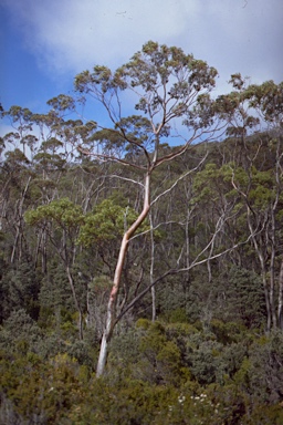 APII jpeg image of Eucalyptus coccifera  © contact APII