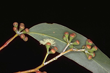 APII jpeg image of Eucalyptus delegatensis subsp. tasmaniensis  © contact APII