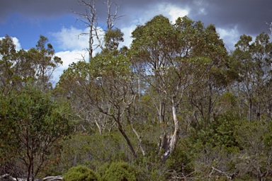 APII jpeg image of Eucalyptus archeri  © contact APII