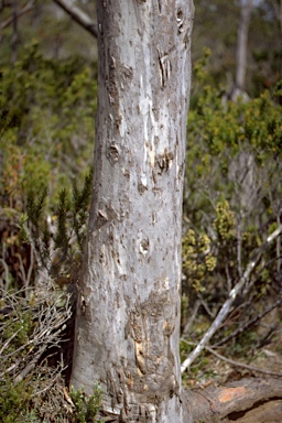 APII jpeg image of Eucalyptus coccifera  © contact APII