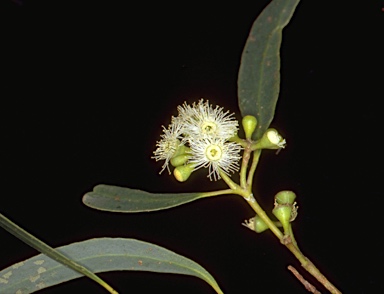 APII jpeg image of Eucalyptus amygdalina  © contact APII