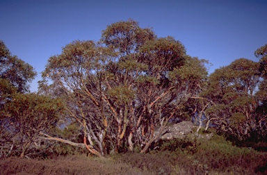 APII jpeg image of Eucalyptus pauciflora subsp. pauciflora  © contact APII