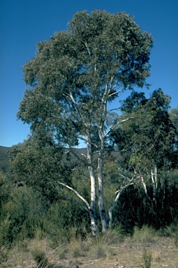 APII jpeg image of Eucalyptus mannifera subsp. praecox  © contact APII