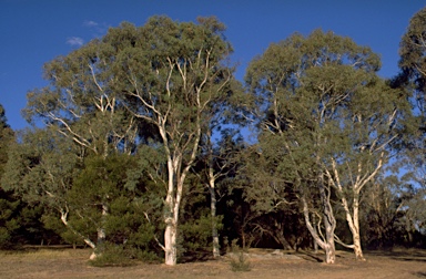 APII jpeg image of Eucalyptus mannifera subsp. mannifera  © contact APII