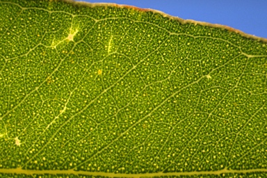 APII jpeg image of Eucalyptus magnificata  © contact APII