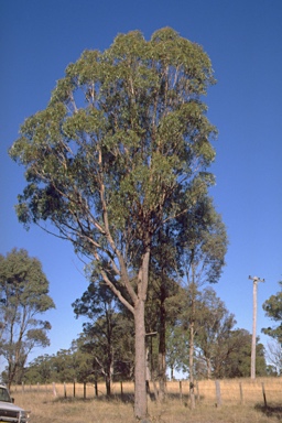 APII jpeg image of Eucalyptus laevopinea  © contact APII