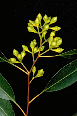 APII jpeg image of Eucalyptus paniculata  © contact APII