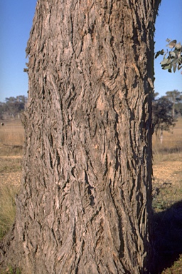 APII jpeg image of Eucalyptus bridgesiana  © contact APII