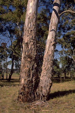 APII jpeg image of Eucalyptus dalrympleana subsp. heptantha  © contact APII