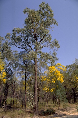 APII jpeg image of Eucalyptus melanophloia  © contact APII