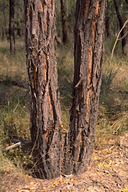 APII jpeg image of Eucalyptus panda  © contact APII