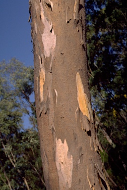 APII jpeg image of Eucalyptus dealbata  © contact APII