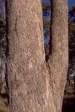 APII jpeg image of Eucalyptus moluccana  © contact APII