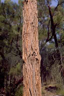 APII jpeg image of Eucalyptus apothalassica  © contact APII