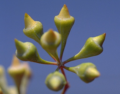 APII jpeg image of Eucalyptus caleyi subsp. ovendenii  © contact APII