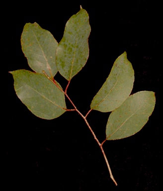 APII jpeg image of Eucalyptus ovata var. grandiflora  © contact APII