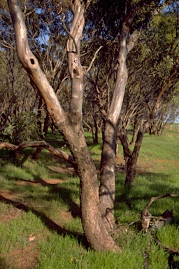 APII jpeg image of Eucalyptus calycogona subsp. trachybasis  © contact APII