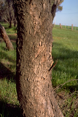 APII jpeg image of Eucalyptus calycogona subsp. trachybasis  © contact APII