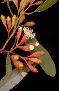 APII jpeg image of Eucalyptus calycogona subsp. trachybasis  © contact APII