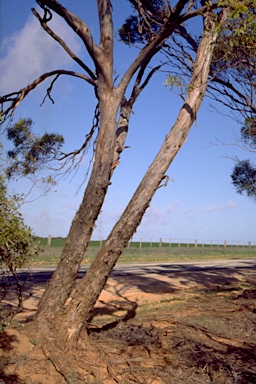 APII jpeg image of Eucalyptus oleosa subsp. oleosa  © contact APII