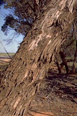 APII jpeg image of Eucalyptus oleosa subsp. oleosa  © contact APII