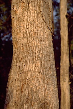 APII jpeg image of Eucalyptus retinens  © contact APII