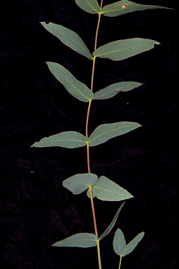 APII jpeg image of Eucalyptus leucoxylon subsp. stephaniae  © contact APII