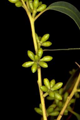 APII jpeg image of Eucalyptus viminalis subsp. cygnetensis  © contact APII