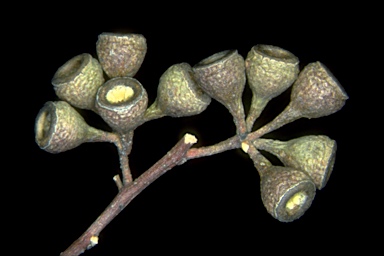 APII jpeg image of Eucalyptus melliodora  © contact APII