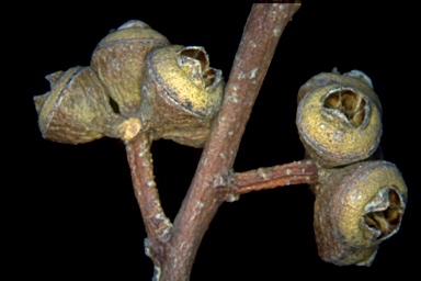 APII jpeg image of Eucalyptus flindersii  © contact APII