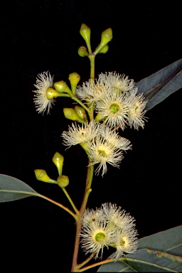 APII jpeg image of Eucalyptus paniculata  © contact APII