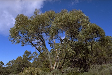 APII jpeg image of Eucalyptus pauciflora subsp. acerina  © contact APII