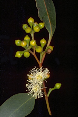 APII jpeg image of Eucalyptus strzeleckii  © contact APII