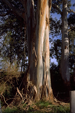 APII jpeg image of Eucalyptus viminalis subsp. viminalis  © contact APII