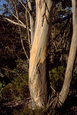 APII jpeg image of Eucalyptus mitchelliana  © contact APII