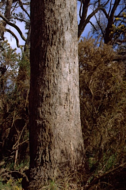 APII jpeg image of Eucalyptus yarraensis  © contact APII