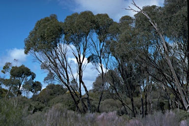 APII jpeg image of Eucalyptus wimmerensis  © contact APII