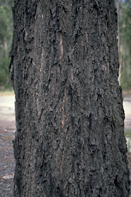 APII jpeg image of Eucalyptus paniculata  © contact APII