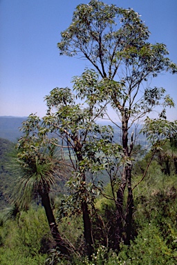 APII jpeg image of Eucalyptus notabilis  © contact APII