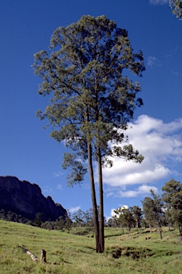 APII jpeg image of Eucalyptus taurina  © contact APII