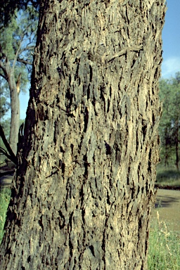 APII jpeg image of Eucalyptus melliodora  © contact APII