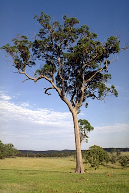 APII jpeg image of Corymbia intermedia  © contact APII