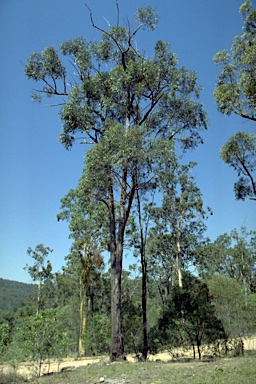 APII jpeg image of Eucalyptus tindaliae  © contact APII